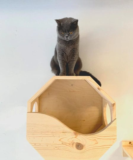 Eco-Friendly Cat Wall house and Cat step. Eco Cat furniture, Cat shelves, Cat ladder