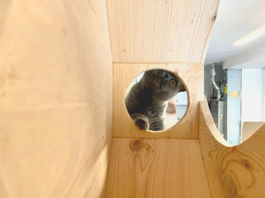Eco-Friendly Cat Wall house and Cat step. Eco Cat furniture, Cat shelves, Cat ladder